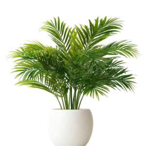 Large Areca Palm Plant in White Pot | Indoor Tropical Air Purifying Plant