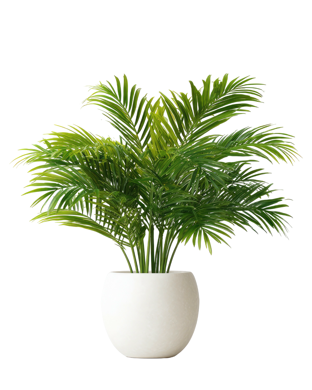 Large Areca Palm Plant in White Pot | Indoor Tropical Air Purifying Plant