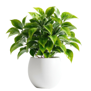 Ficus Green Indoor Plant in White Ceramic Pot