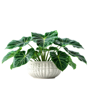 Alocasia Green Velvet Plant