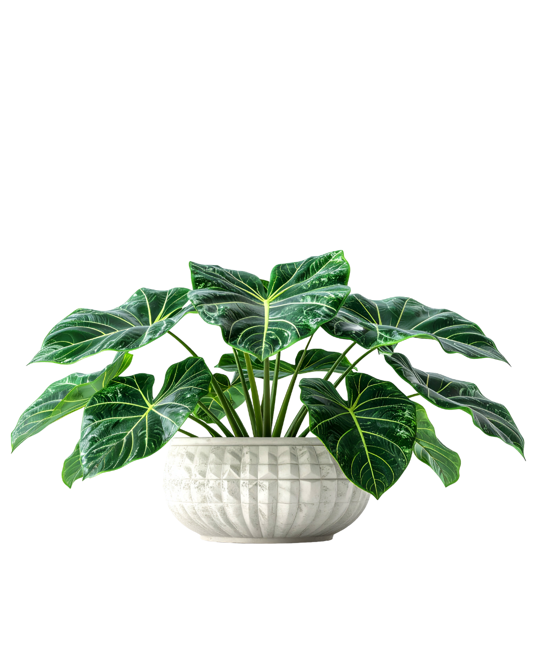 Alocasia Green Velvet Plant