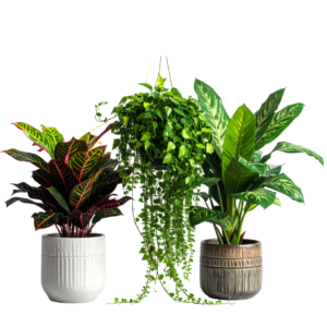 Premium Indoor Plant Combo Set | Decorative House Plants Collection