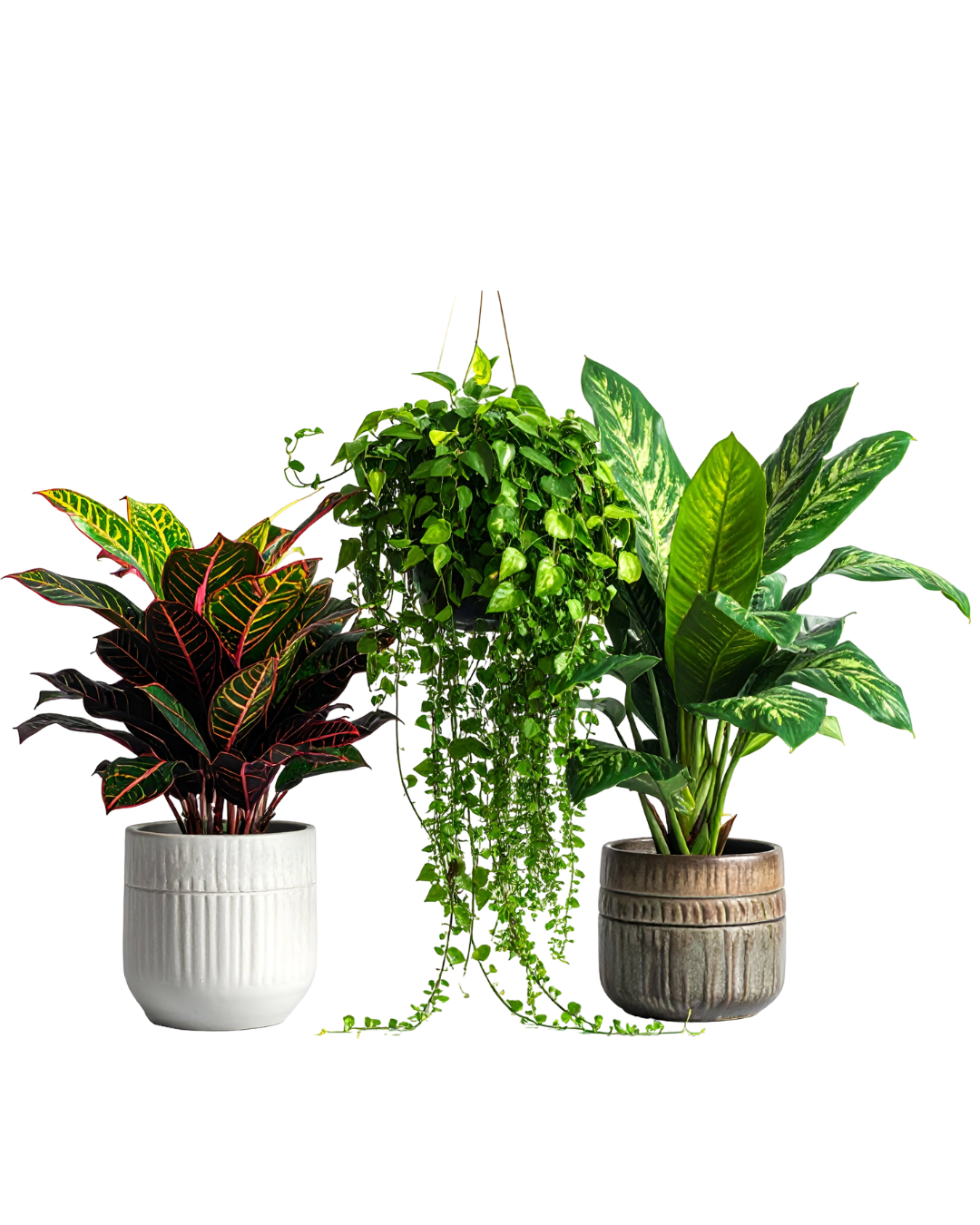 Premium Indoor Plant Combo Set | Decorative House Plants Collection