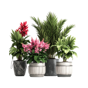 Luxury Indoor Plant Arrangement