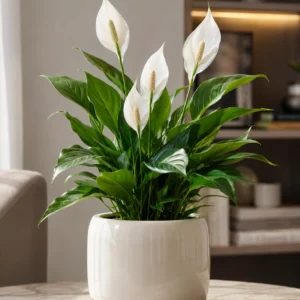 peace lily